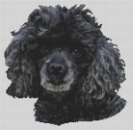 (image for) Black Miniature Poodle